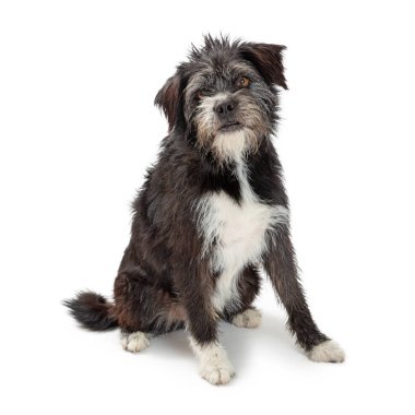 Büyük Karışık Teriyer Köpeği Oturuyor