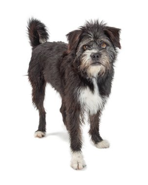 Karışık Büyük Siyah Terrier Scruffy Köpek