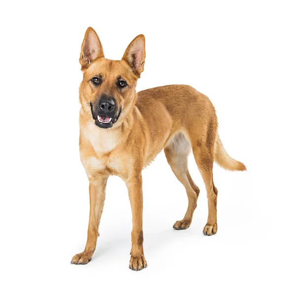 Feliz sorriso Carolina Dog Standing — Fotografia de Stock