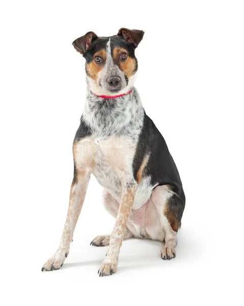 Mixed Breed Cattle Dog Sitting Looking Forward — Stock Photo, Image