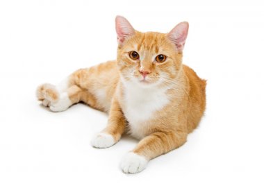 Turuncu Tabby Genç Kedi İleriye Dönük Aşağı Yatarken