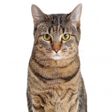 Tabby Kedi Kahverengi ve Siyah Closeup