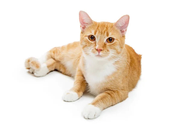 Naranja tabby joven gato acostado abajo mirando hacia adelante —  Fotos de Stock