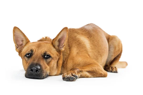 Patient Carolina Dog Lying Down Flat — Stock Photo, Image