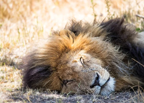 Leone dormiente in Africa — Foto Stock