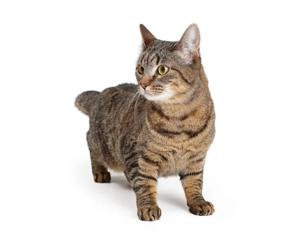 Tabby cat on white standing looking side — Stock Photo, Image