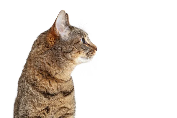 Профиль Tabby Cat, выглядящий сбоку изолированным — стоковое фото