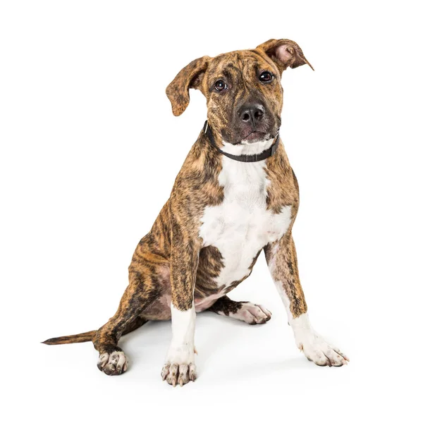 Brindle Boxer cachorro sentado mirando hacia el futuro —  Fotos de Stock