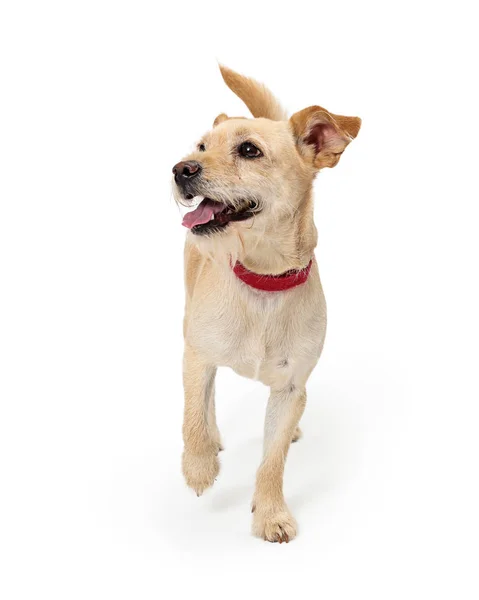 Emocionado terrier cachorro corriendo hacia adelante mirando lado — Foto de Stock