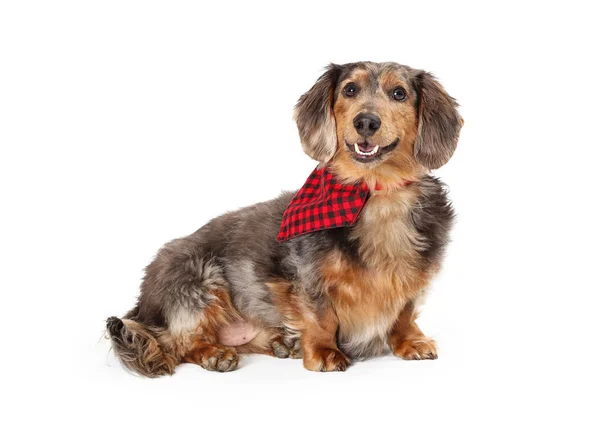Happy Dachshund Dog Sitting Side — Stock Photo, Image
