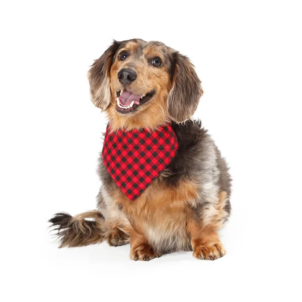 Langharige teckel hond dragen van rode Bandana — Stockfoto