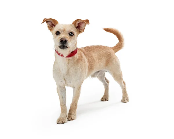 Scruffy Tan Cão filhote de cachorro em pé sobre branco — Fotografia de Stock