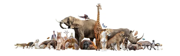 Animales salvajes del zoológico en la bandera blanca de la tela — Foto de Stock
