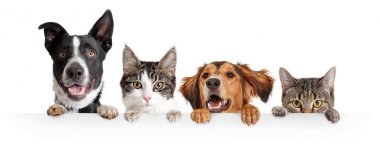 Kediler ve Köpekler Beyaz Web Banner Üzerinde Gözetleme