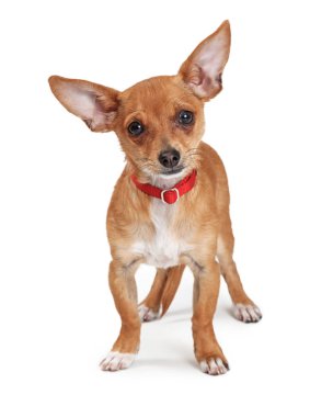 Chihuahua Genç Köpek Beyaz Ayakta