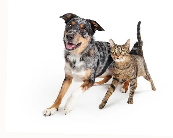 Emocionado perro y gato caminando juntos —  Fotos de Stock