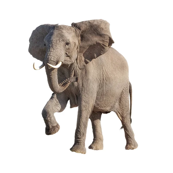 Afrikaanse olifant verhogen been geïsoleerd — Stockfoto