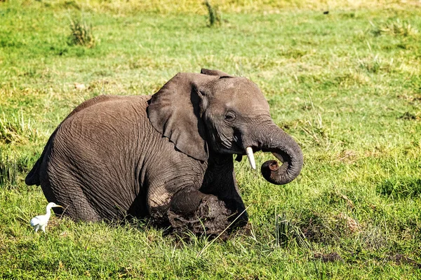 Bébé éléphant dans la boue à Amboseli — Photo