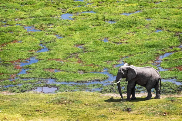 Elephant in Swamps of Amboseli Africa — Stock Photo, Image
