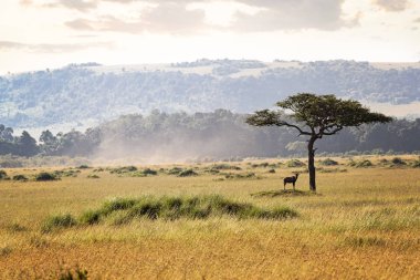 Topi ile Kenya Afrika Alanı