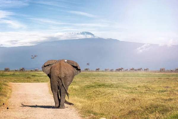 Elephant Walking Away to Mt Kilimanjaro — Stock Photo, Image