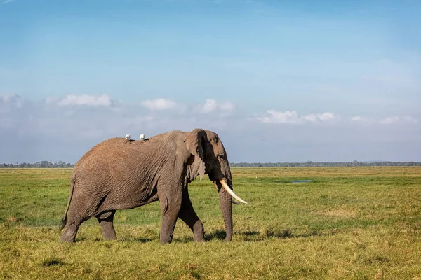 Elefantvandring genom Amboseli Field — Stockfoto