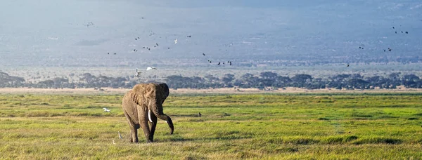 Elefantvandring med fåglar i Amboseli — Stockfoto