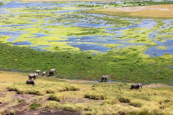 Elephants in Swamp of Amboeli Kenya — Stock Photo, Image