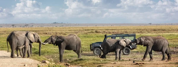 Elefanter som leker framför safarifordon — Stockfoto