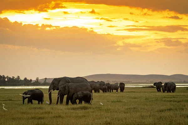 Flock elefanter bete vid solnedgången i Amboseli — Stockfoto