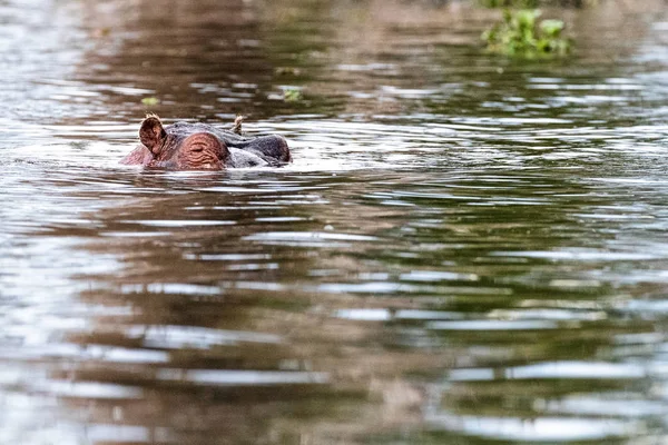 Hippo hoofd Peeking uit water — Stockfoto