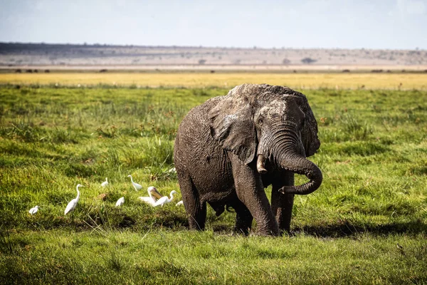 Muddy Elephant Playing in Amboseli Kenya Africa — Stock Photo, Image