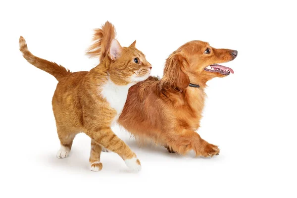 Oranje Tabby Cat walking to side paw uitgebreid — Stockfoto