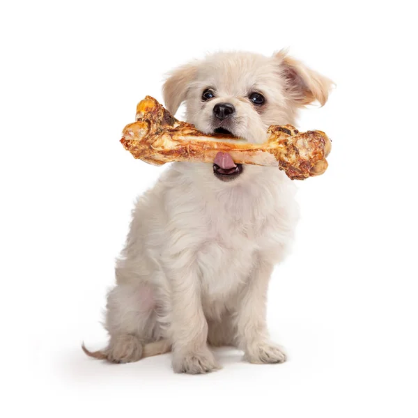 Small Dog Carrying Big Bone — Stock Photo, Image