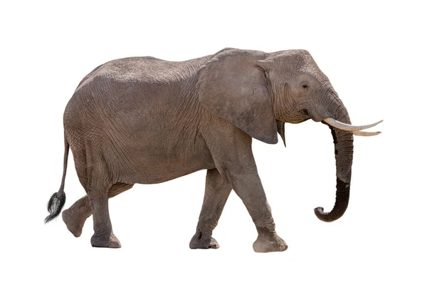 Afrikaanse olifant profiel Walking geïsoleerd — Stockfoto