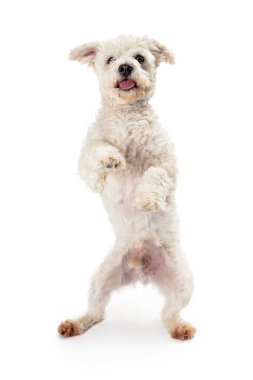 Mutlu küçük beyaz köpek dans