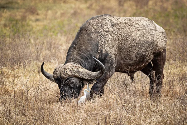 Kaapse buffels grazen in Afrika met zilverreiger vogel — Stockfoto
