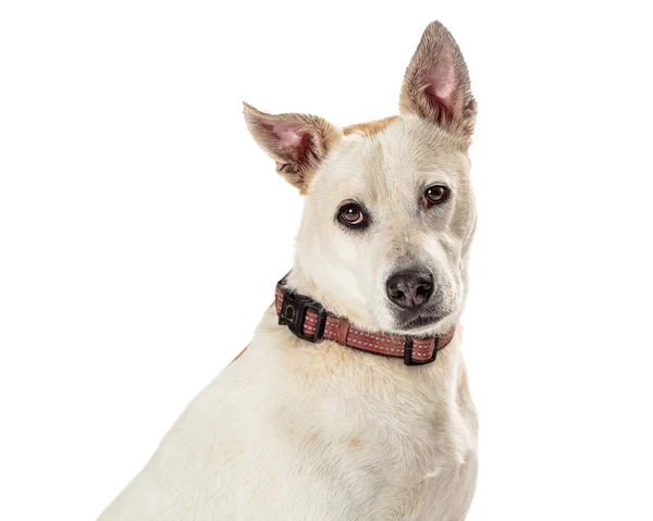 Closeup Cute Friendly Large White Dog — Stock Photo, Image