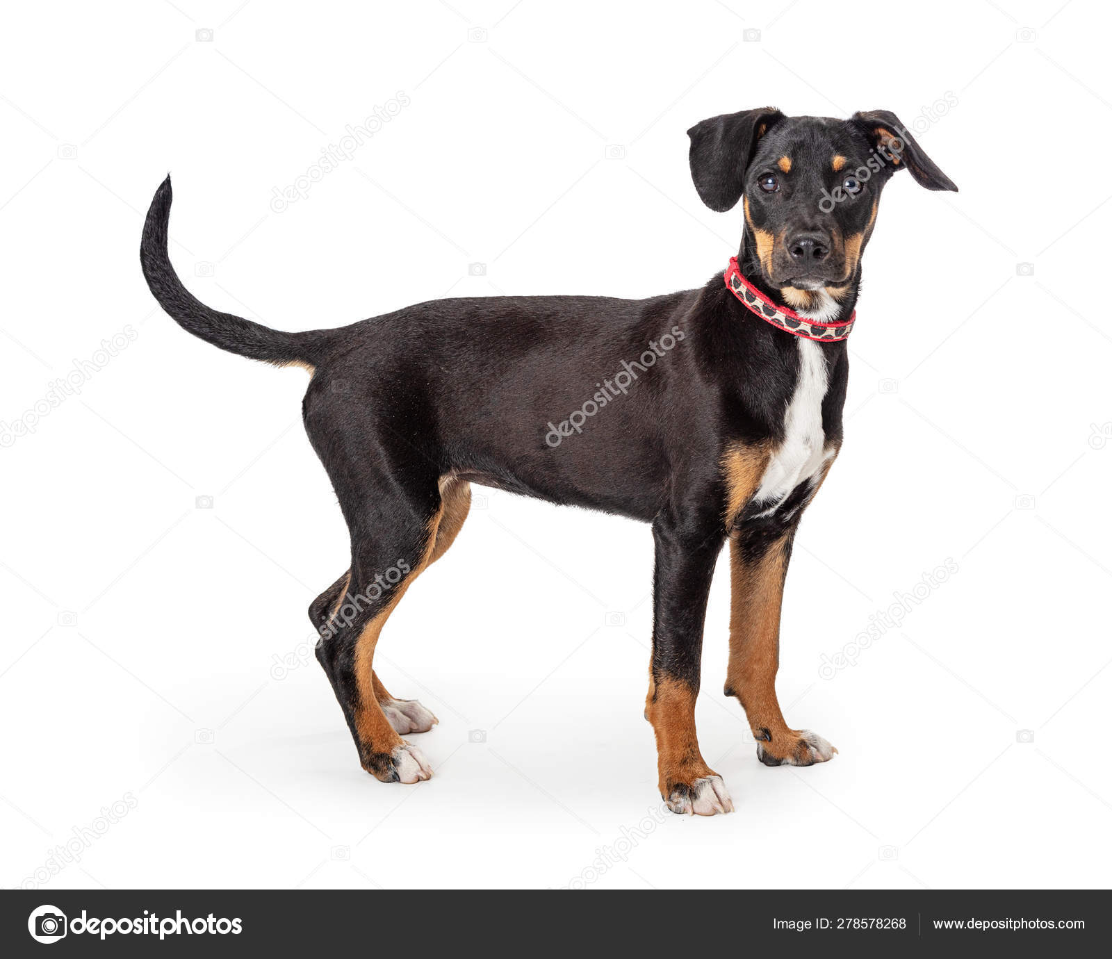 Pinscher Nain : prix, caractère et caractéristiques - Tipaw, image size:1600x1380