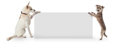 Beyaz Işareti web banner yukarı tutan köpekler