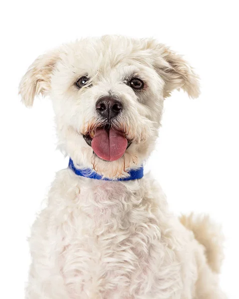 Ładny szczęśliwy uśmiechnięty pudel Crossbreed pies — Zdjęcie stockowe