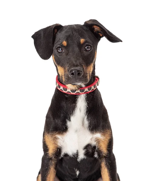 Lindo Doberman Crossbreed cachorro mirando hacia adelante — Foto de Stock