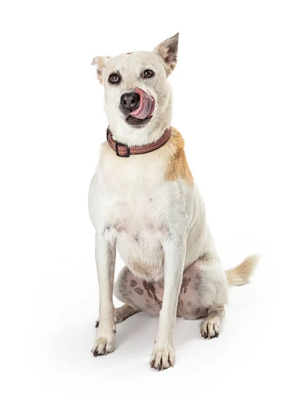 Hungrig vit stor Crossbreed hund slickar läppar — Stockfoto