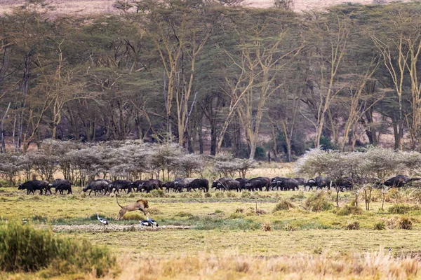 Kenia Afrika scène met leeuw en Buffalo — Stockfoto