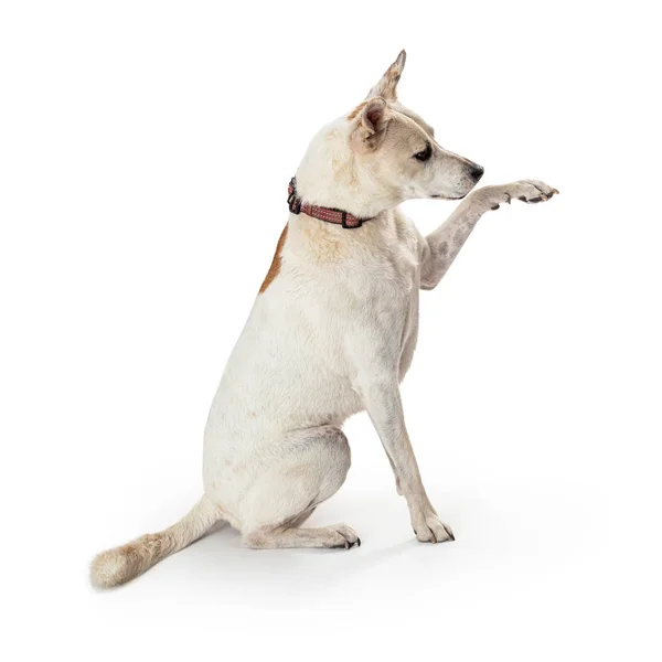 Perro grande frente a la pata de elevación lateral — Foto de Stock