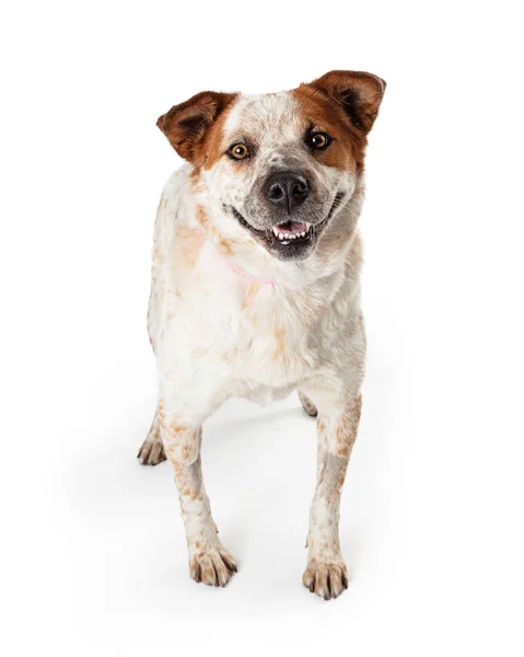 Feliz Grande Crossbreed Adulto cão — Fotografia de Stock