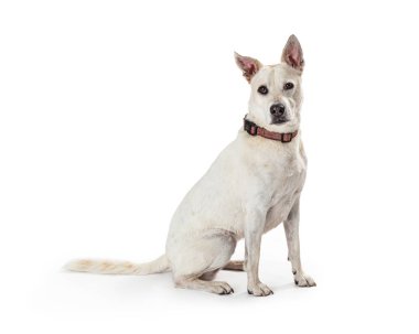 Beyaz çoban Crossbreed köpek oturma yan