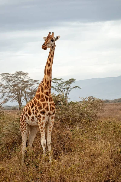 Rothschild; s zsiráf állandó Kenyában Afrikában — Stock Fotó
