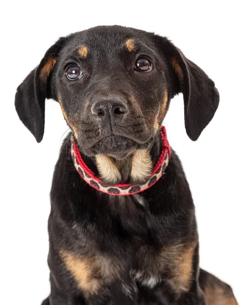 Verdrietig puppy hond gezicht close-up — Stockfoto