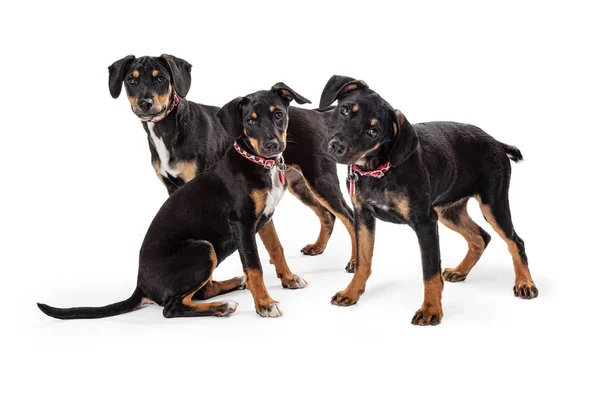 Três cachorros de raça cruzada Doberman juntos — Fotografia de Stock